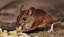 24 Hour & Emergency Exterminators in Sleepy Valley, CA